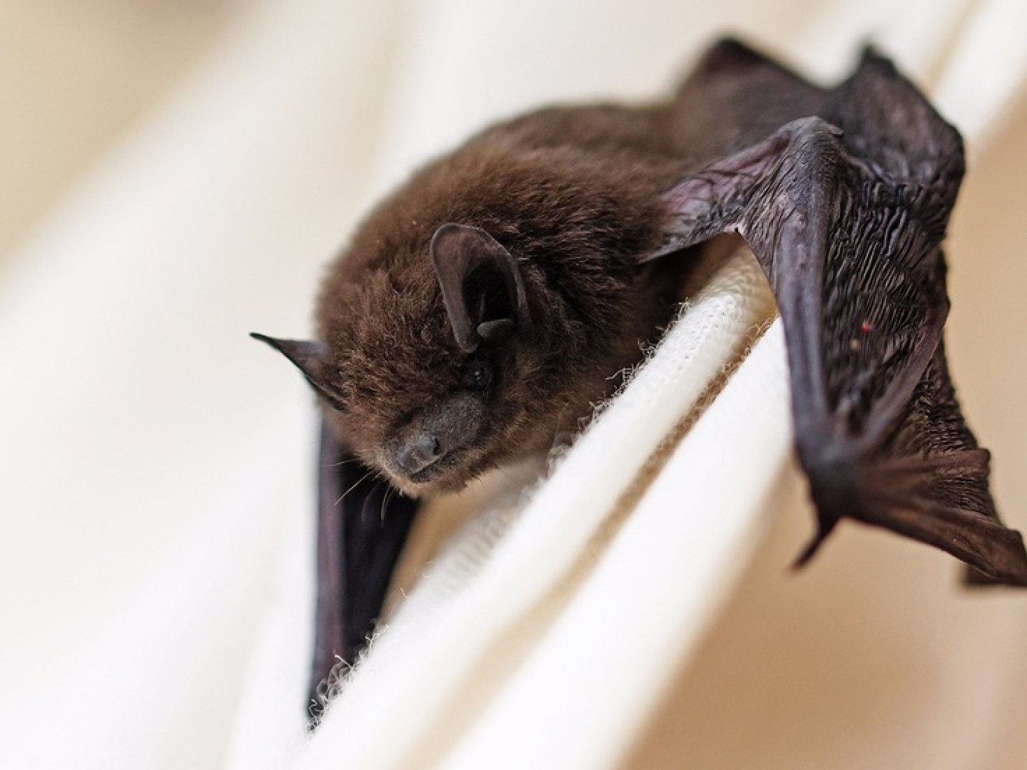Bat Removal Davenport, Bettendorf, IA, Moline & Rock Island, IL
